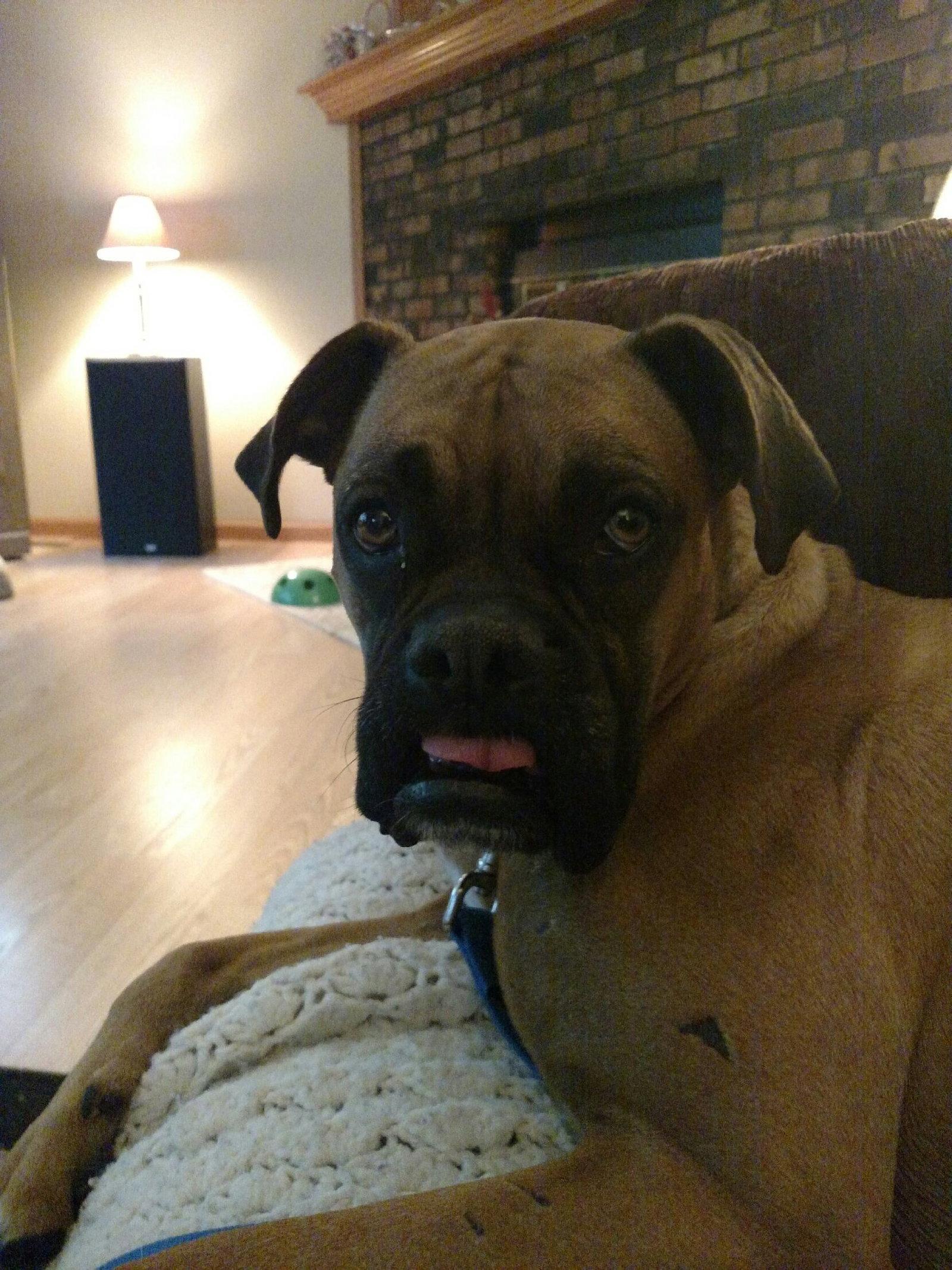 Nila, Adopted, Adult Female Boxer.