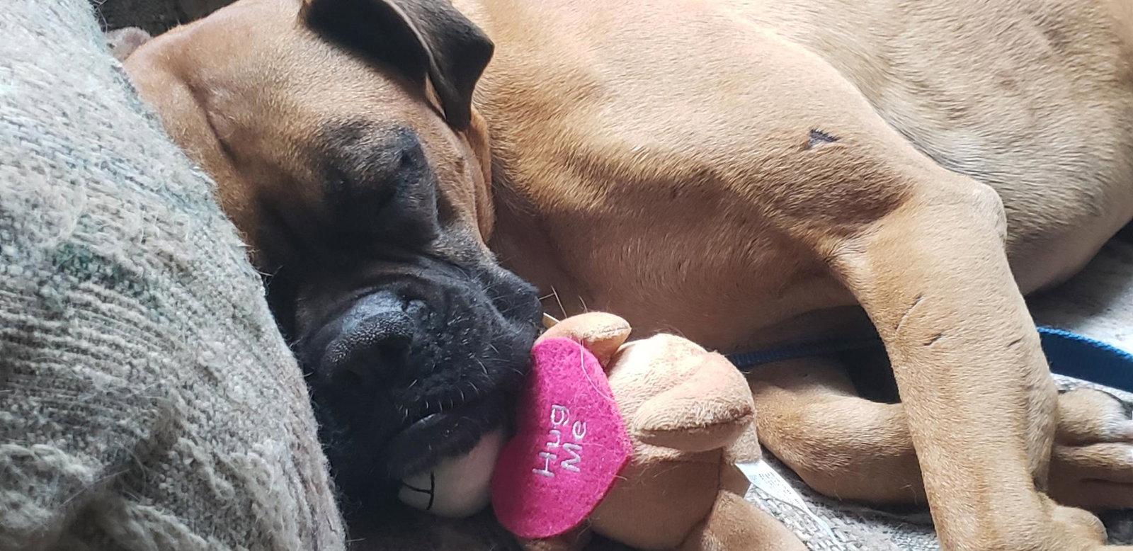 Enlarge Nila, a Adopted Boxer in Woodbury, MN image 2/3