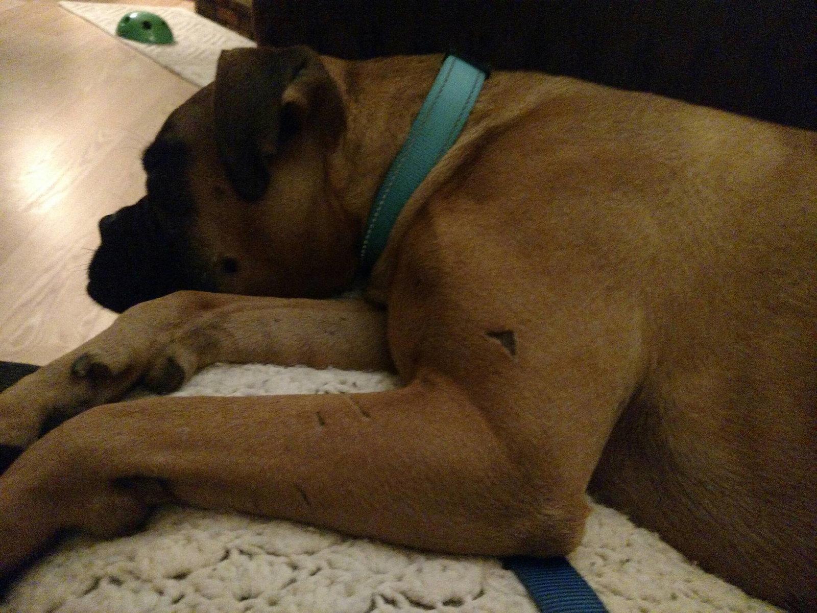 Enlarge Nila, a Adopted Boxer in Woodbury, MN image 3/3