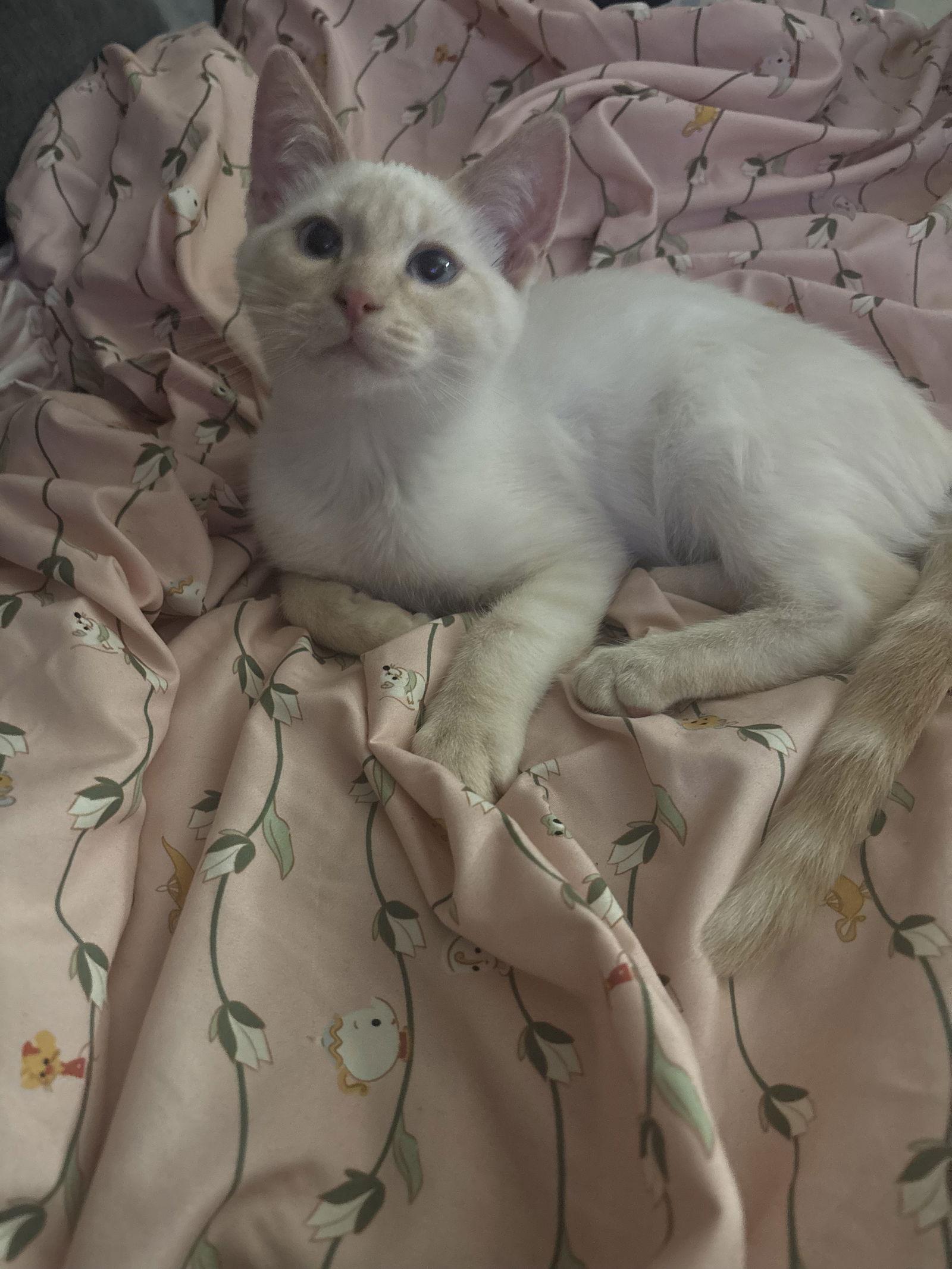 Enlarge Pillow (BC), a Adoptable Siamese in Vacaville, CA image 2/3