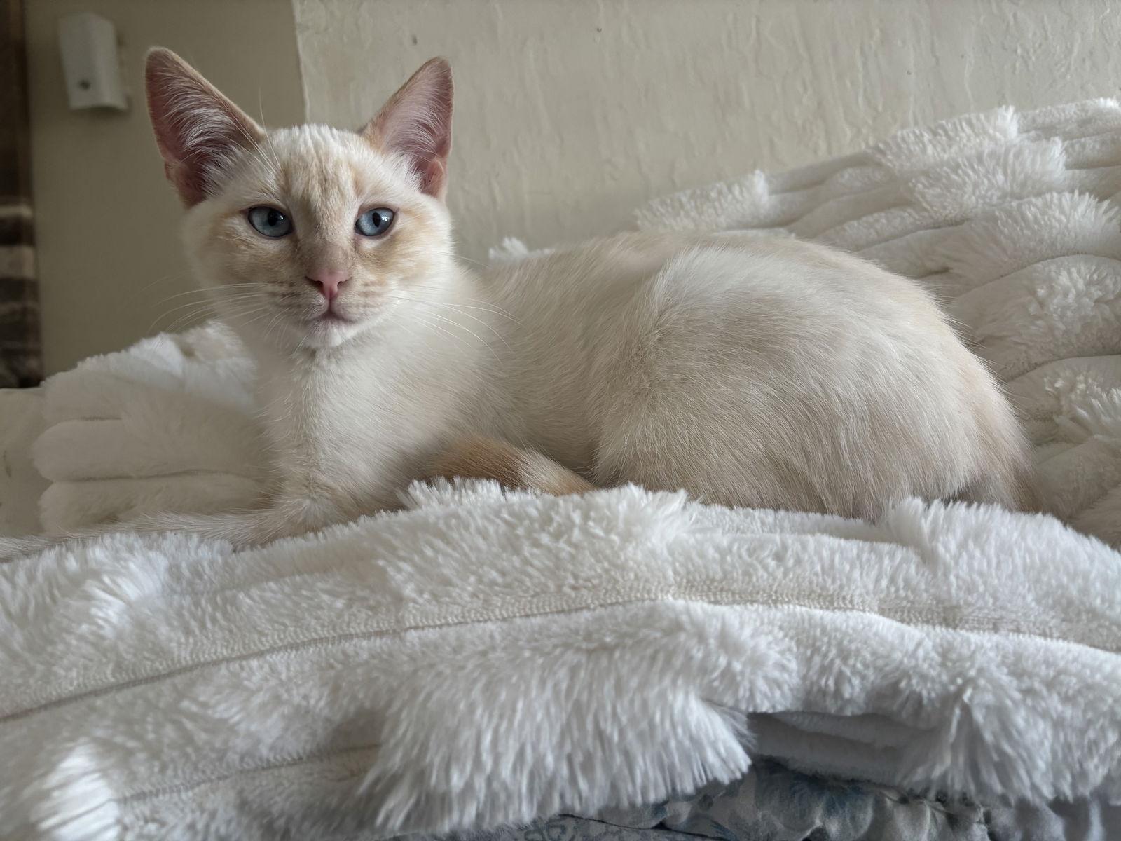 Enlarge Pillow (BC), a Adoptable Siamese in Vacaville, CA image 3/3