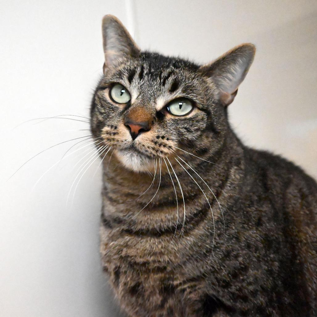 Nena, Adoptable, Adult Female Domestic Short Hair.