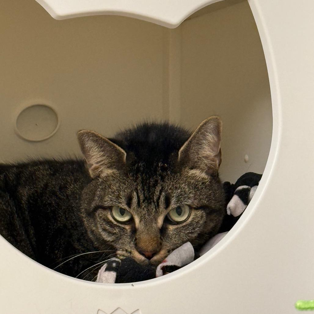 Enlarge Nena, a Adoptable Domestic Short Hair in West Palm Beach, FL image 1/5