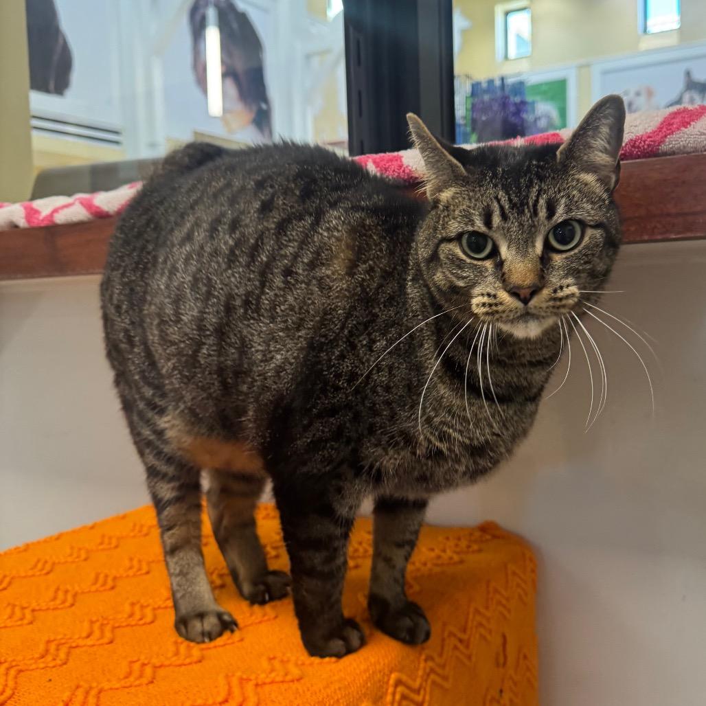 Enlarge Nena, a Adoptable Domestic Short Hair in West Palm Beach, FL image 2/5