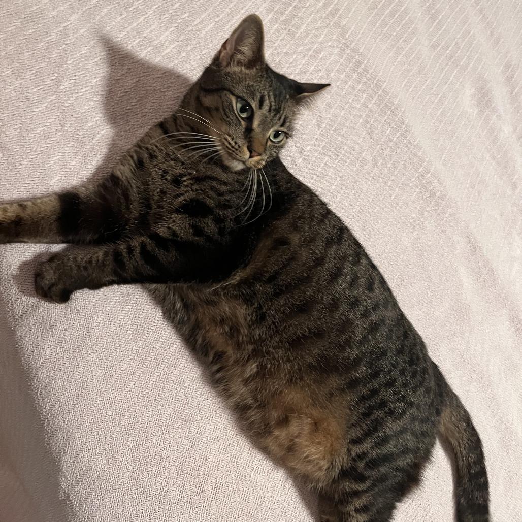 Enlarge Nena, a Adoptable Domestic Short Hair in West Palm Beach, FL image 3/5