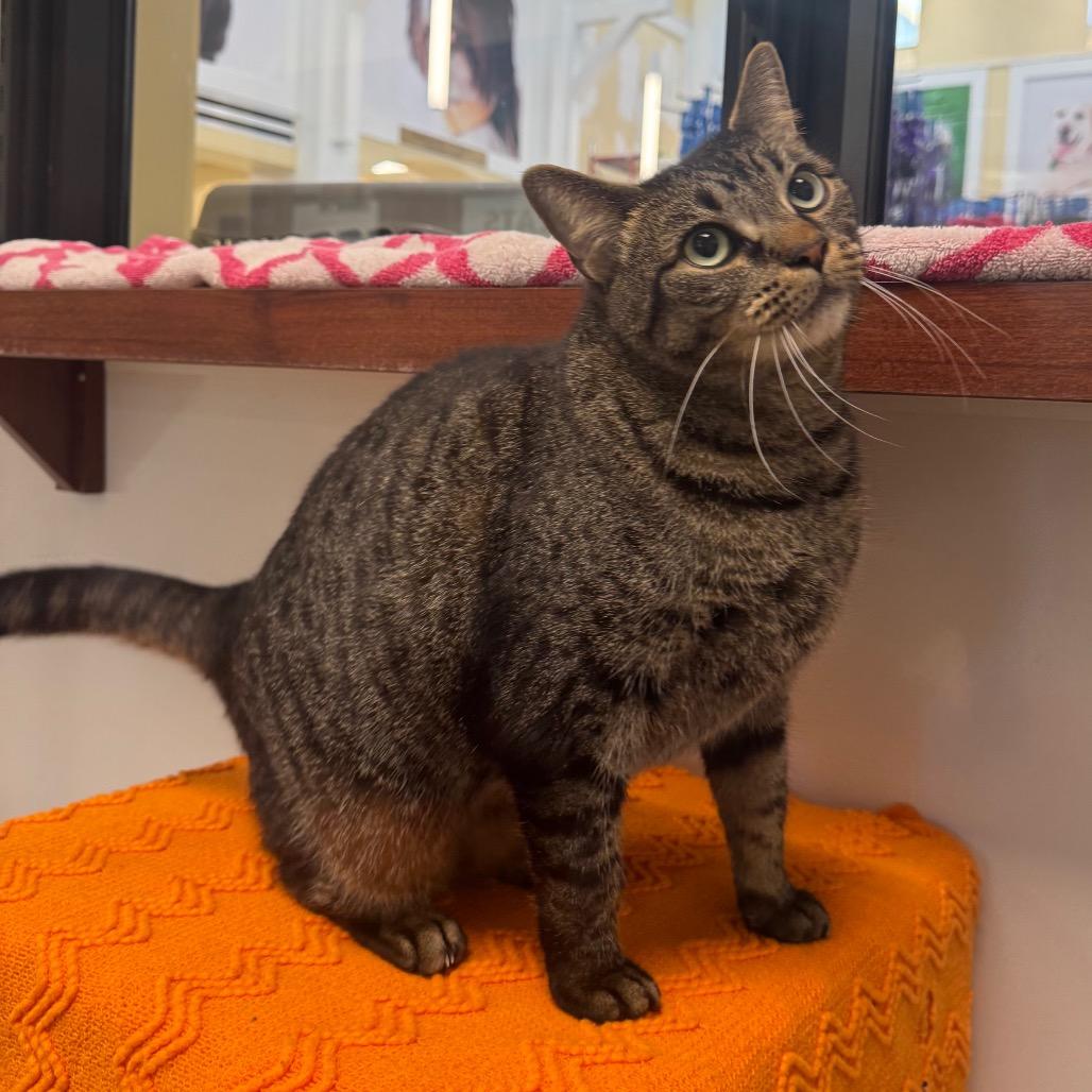 Enlarge Nena, a Adoptable Domestic Short Hair in West Palm Beach, FL image 4/5