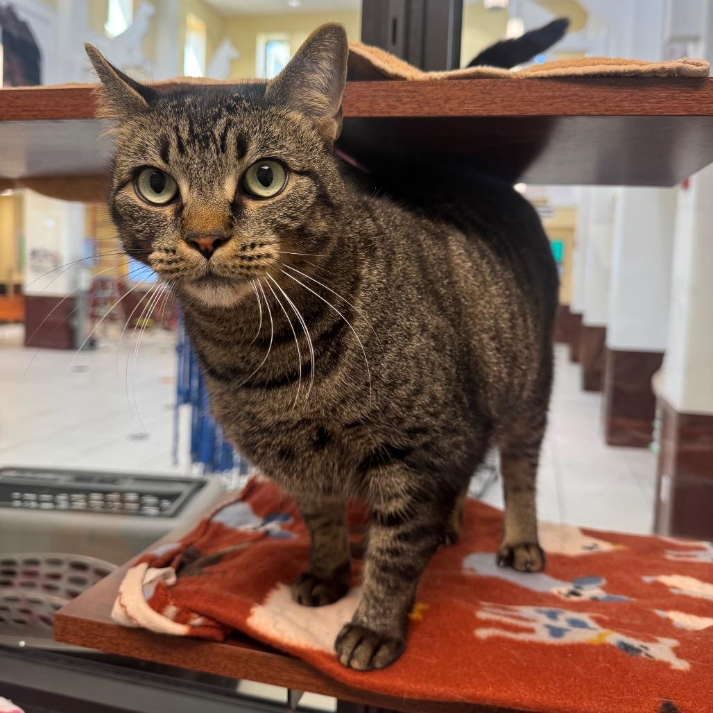 Enlarge Nena, a Adoptable Domestic Short Hair in West Palm Beach, FL image 5/5