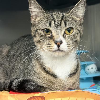 Mavis, Adoptable, Adult Female Domestic Short Hair & Domestic Short Hair.