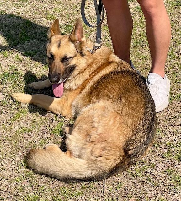 Enlarge Bruno, a ADOPTABLE German Shepherd Dog in Dallas, TX image 2/5