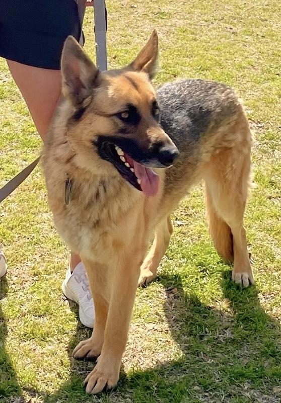 Enlarge Bruno, a ADOPTABLE German Shepherd Dog in Dallas, TX image 4/5