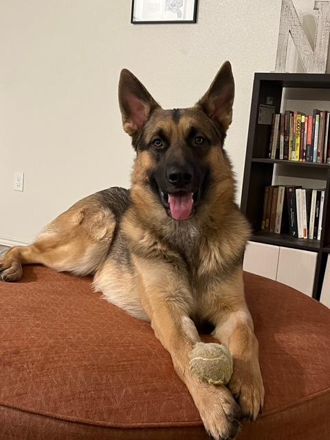 Enlarge Bruno, a ADOPTABLE German Shepherd Dog in Dallas, TX image 1/5