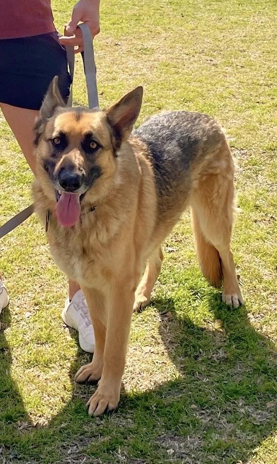 Enlarge Bruno, a ADOPTABLE German Shepherd Dog in Dallas, TX image 3/5