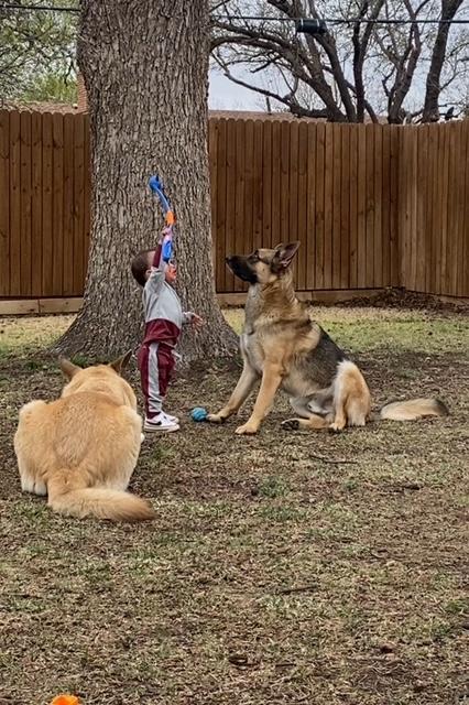 Enlarge Bruno, a ADOPTABLE German Shepherd Dog in Dallas, TX image 5/5