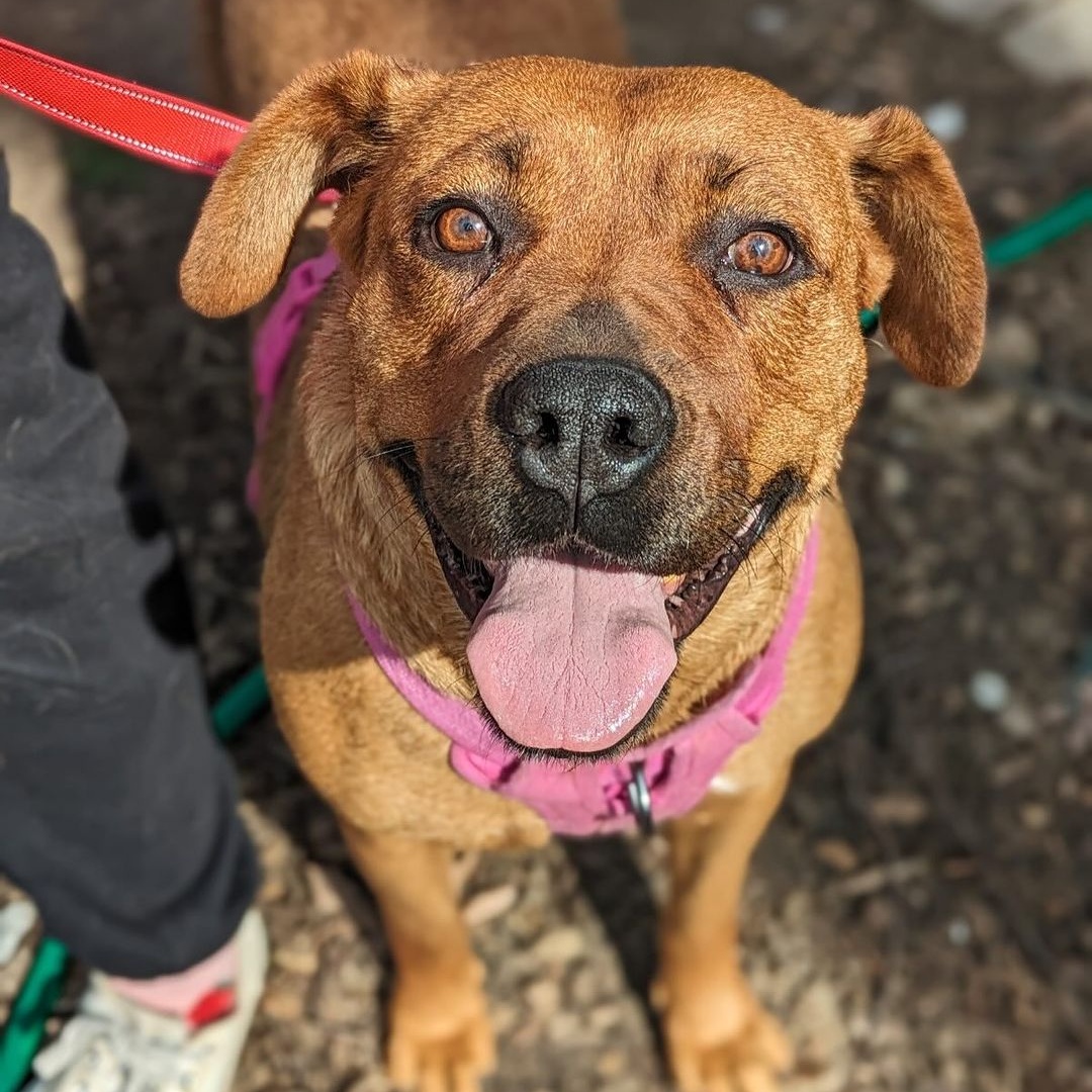 Cranberry, Young Female Pit Bull Terrier