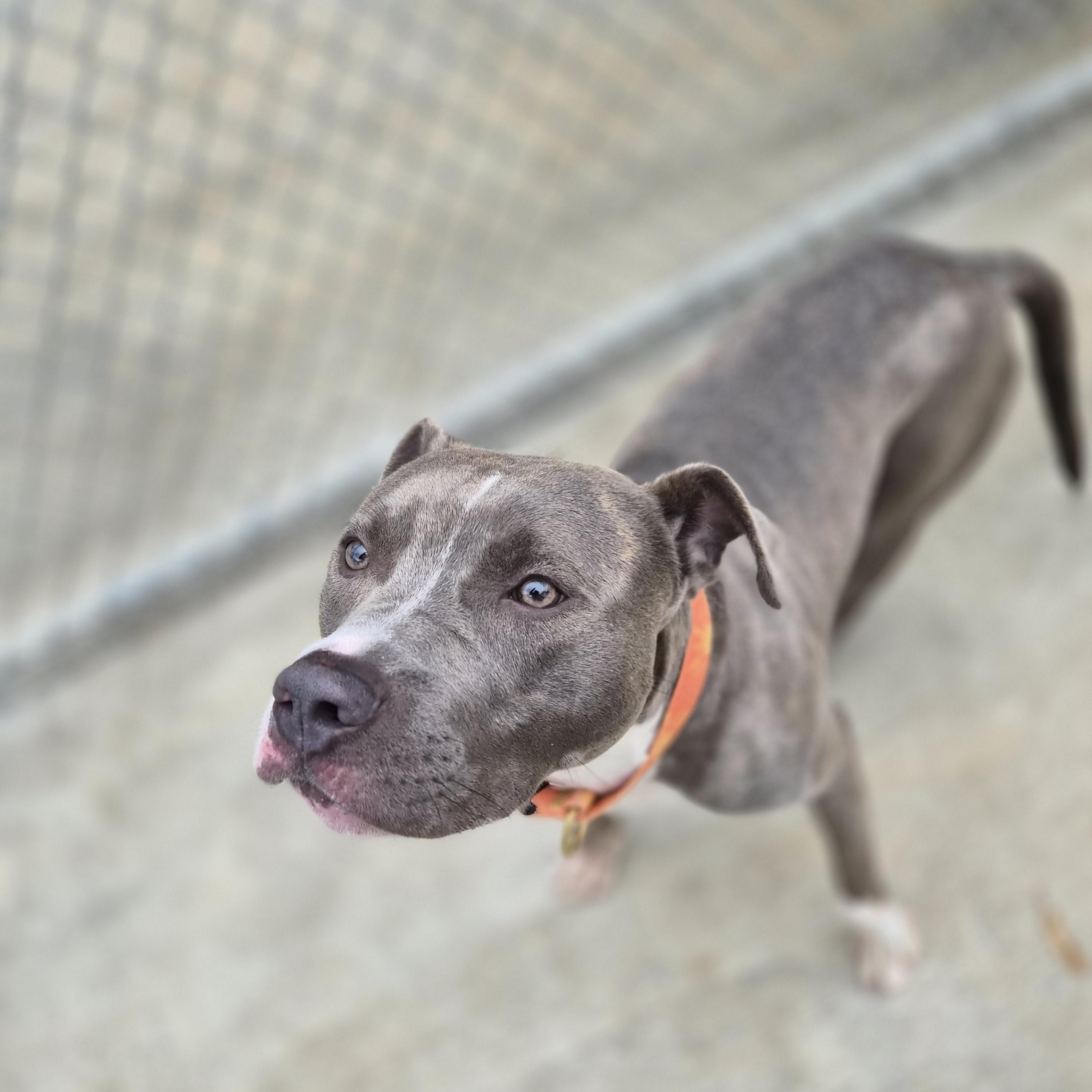 Enlarge Cody, an adopted mixed breed in Cornelius, NC image 3/6