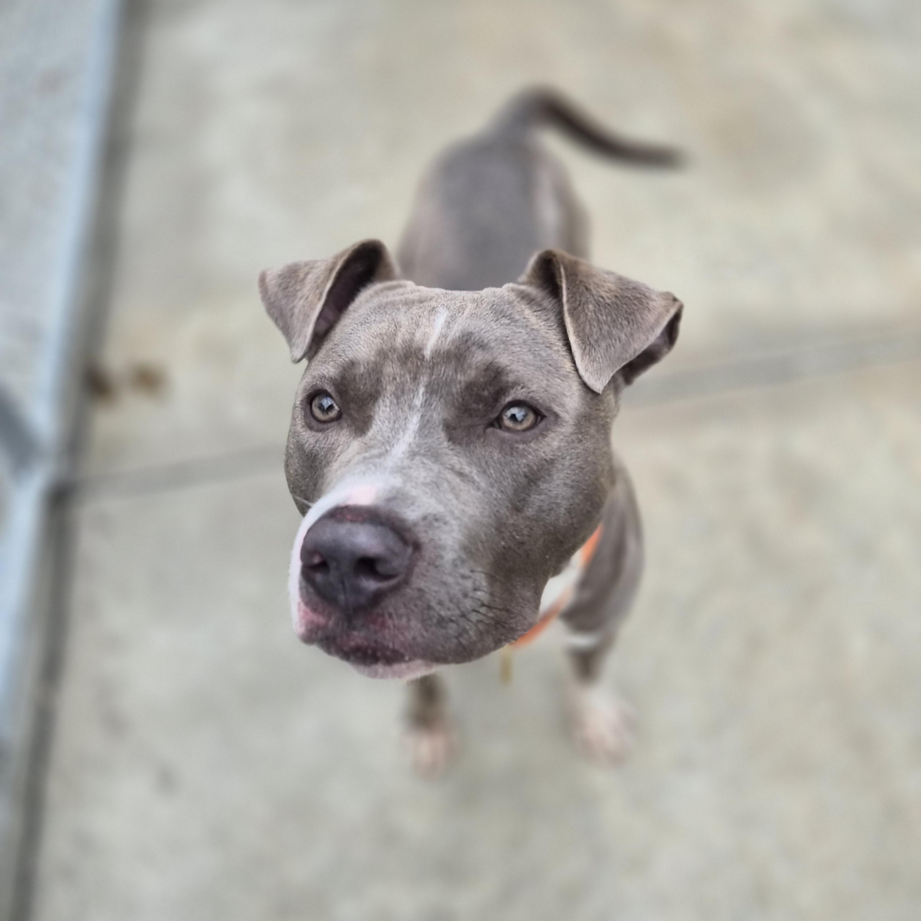 Enlarge Cody, an adopted mixed breed in Cornelius, NC image 5/6