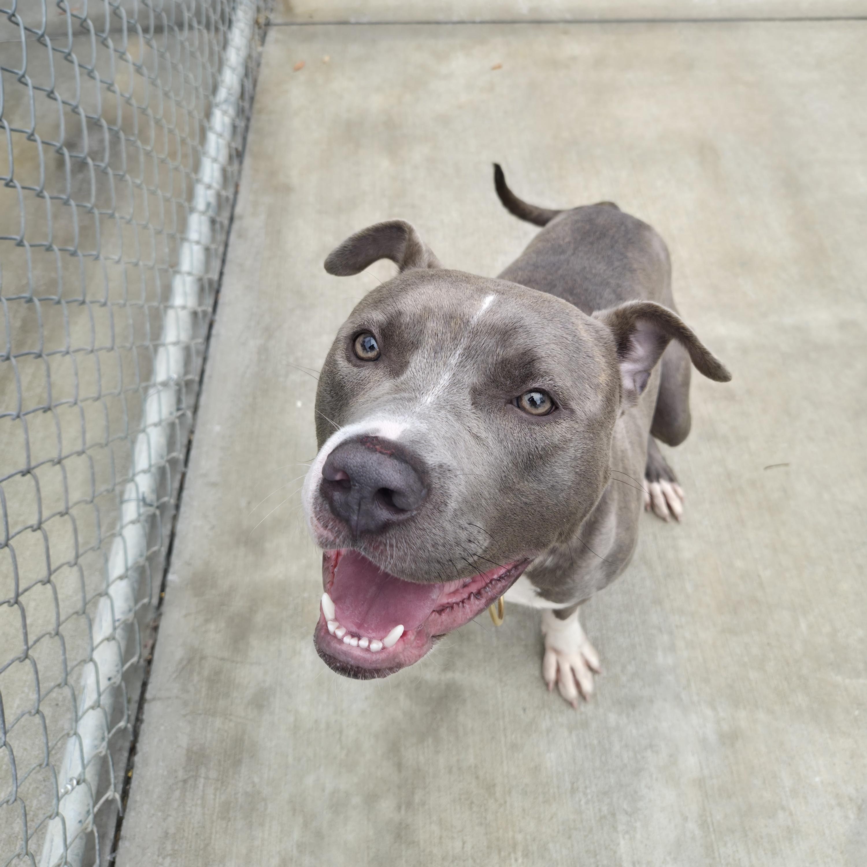 Enlarge Cody, an adopted mixed breed in Cornelius, NC image 4/6