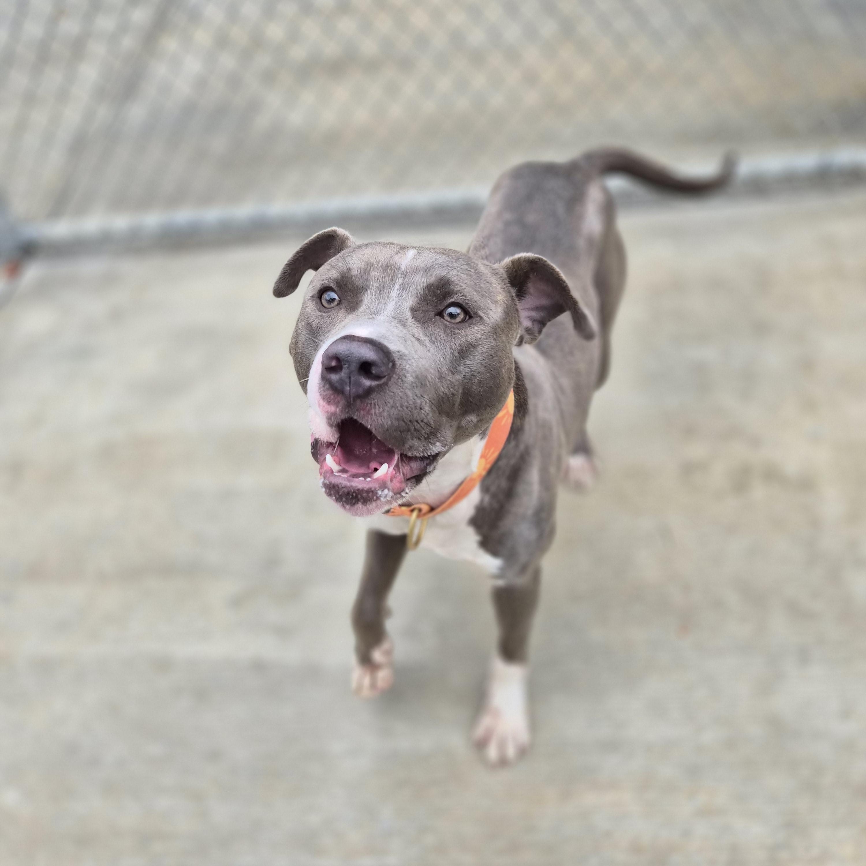 Enlarge Cody, an adopted mixed breed in Cornelius, NC image 6/6