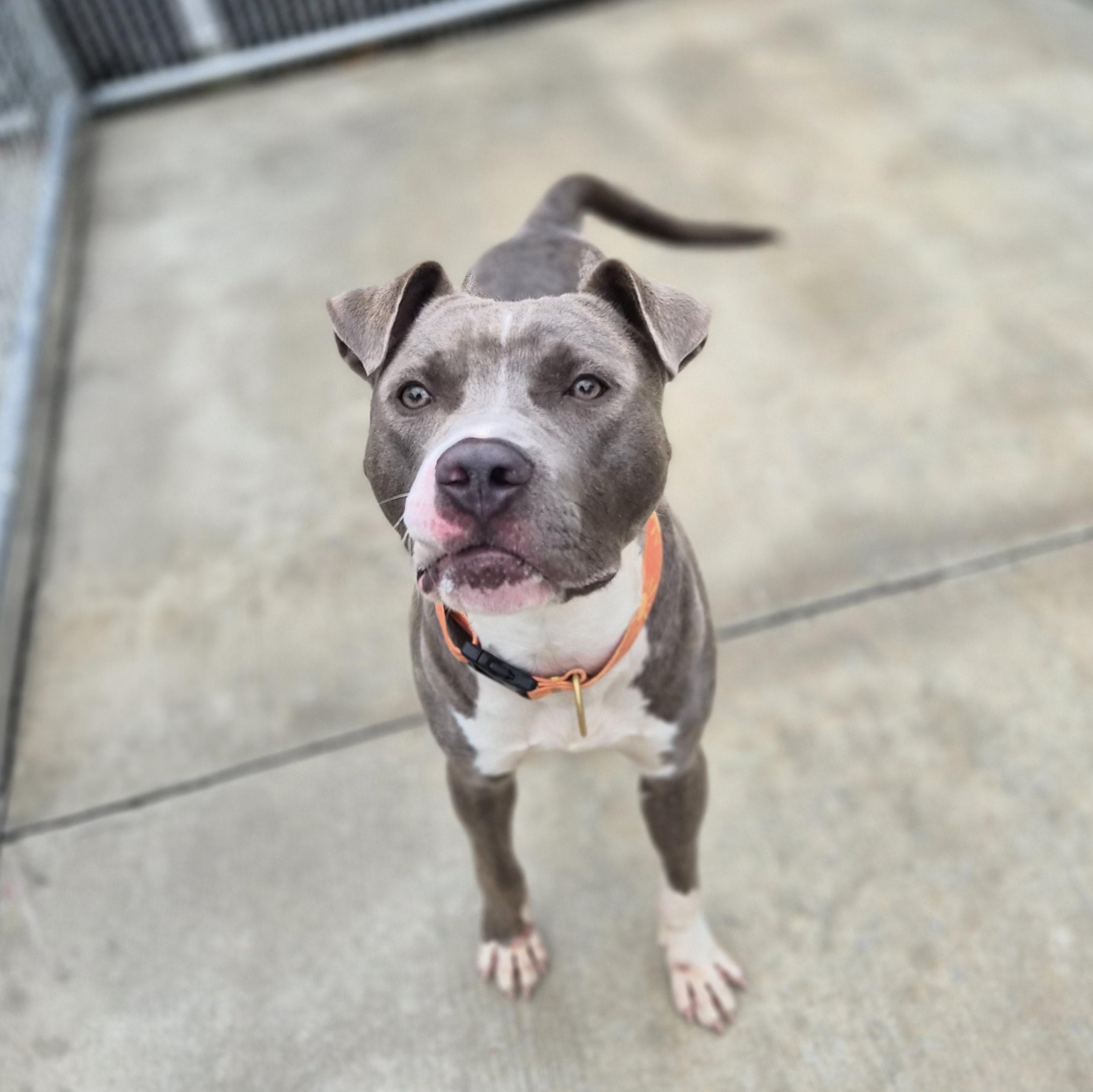 Enlarge Cody, an adopted mixed breed in Cornelius, NC image 1/6