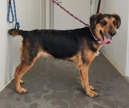 Lexie, ADOPTABLE, Adult Female Australian Shepherd.