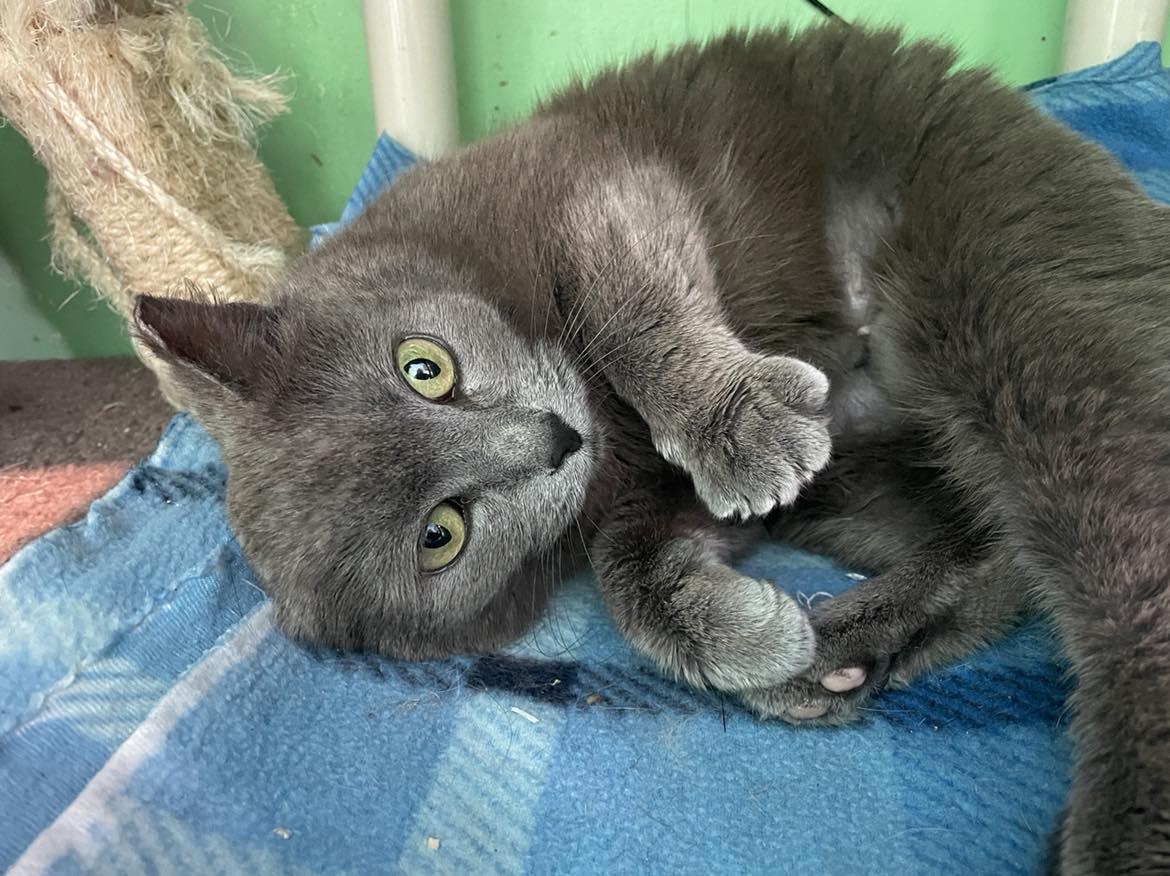 MONA, Adoptable, Adult Female Domestic Short Hair & Russian Blue.