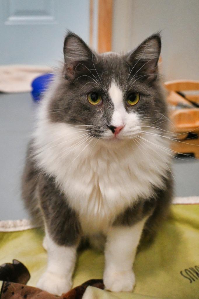 34 Jax, a Adoptable mixed breed in Ashland, WI image 1/6