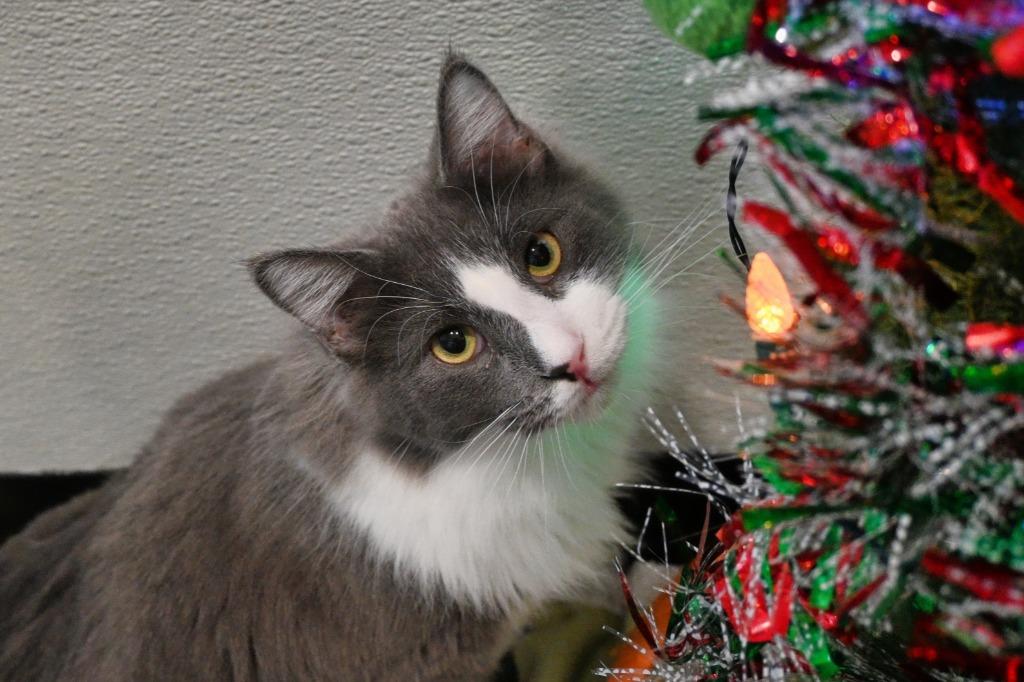 34 Jax, a Adoptable mixed breed in Ashland, WI image 2/6