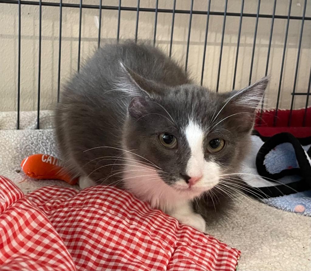 34 Jax, a Adoptable mixed breed in Ashland, WI image 3/6