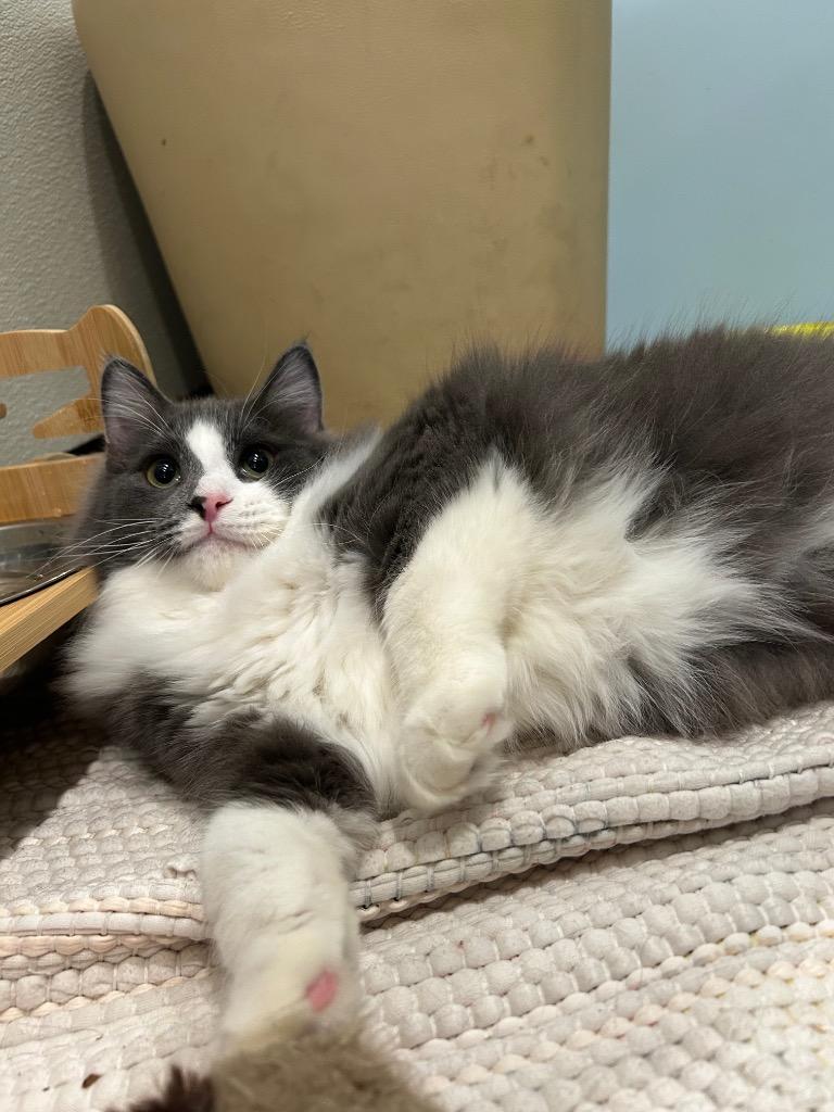 34 Jax, a Adoptable mixed breed in Ashland, WI image 4/6