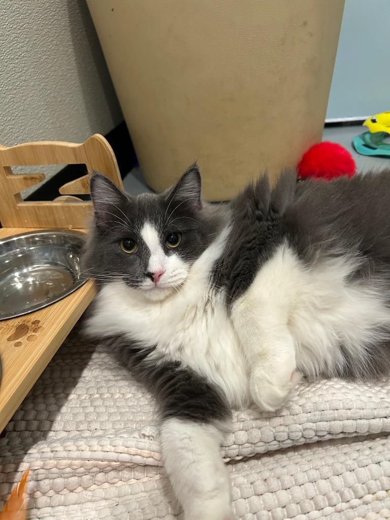 34 Jax, a Adoptable mixed breed in Ashland, WI image 5/6