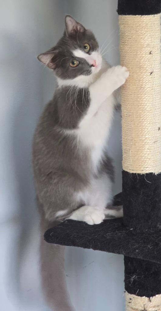 34 Jax, a Adoptable mixed breed in Ashland, WI image 6/6