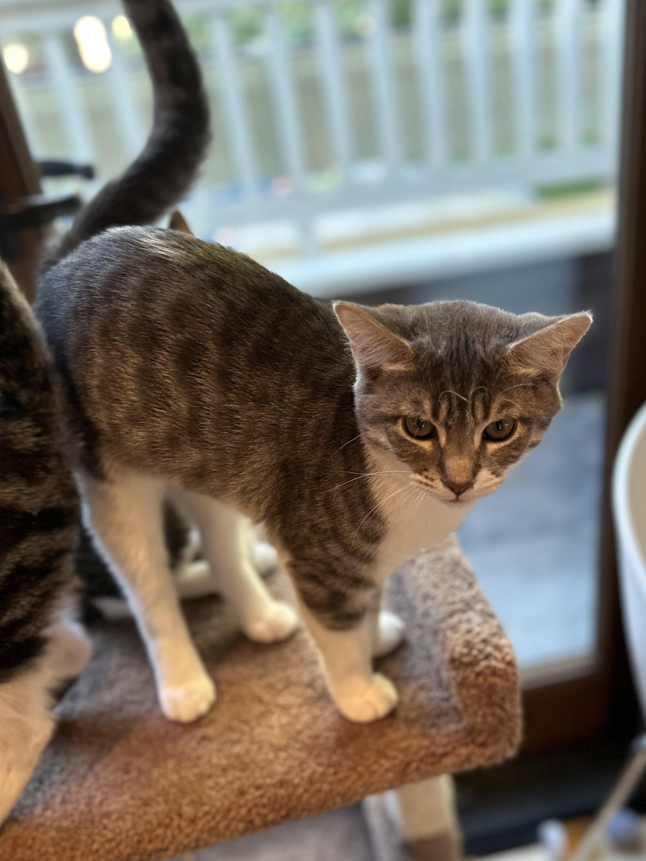 Enlarge Beatrice, a Adoptable Domestic Short Hair in Campbell, CA image 3/6