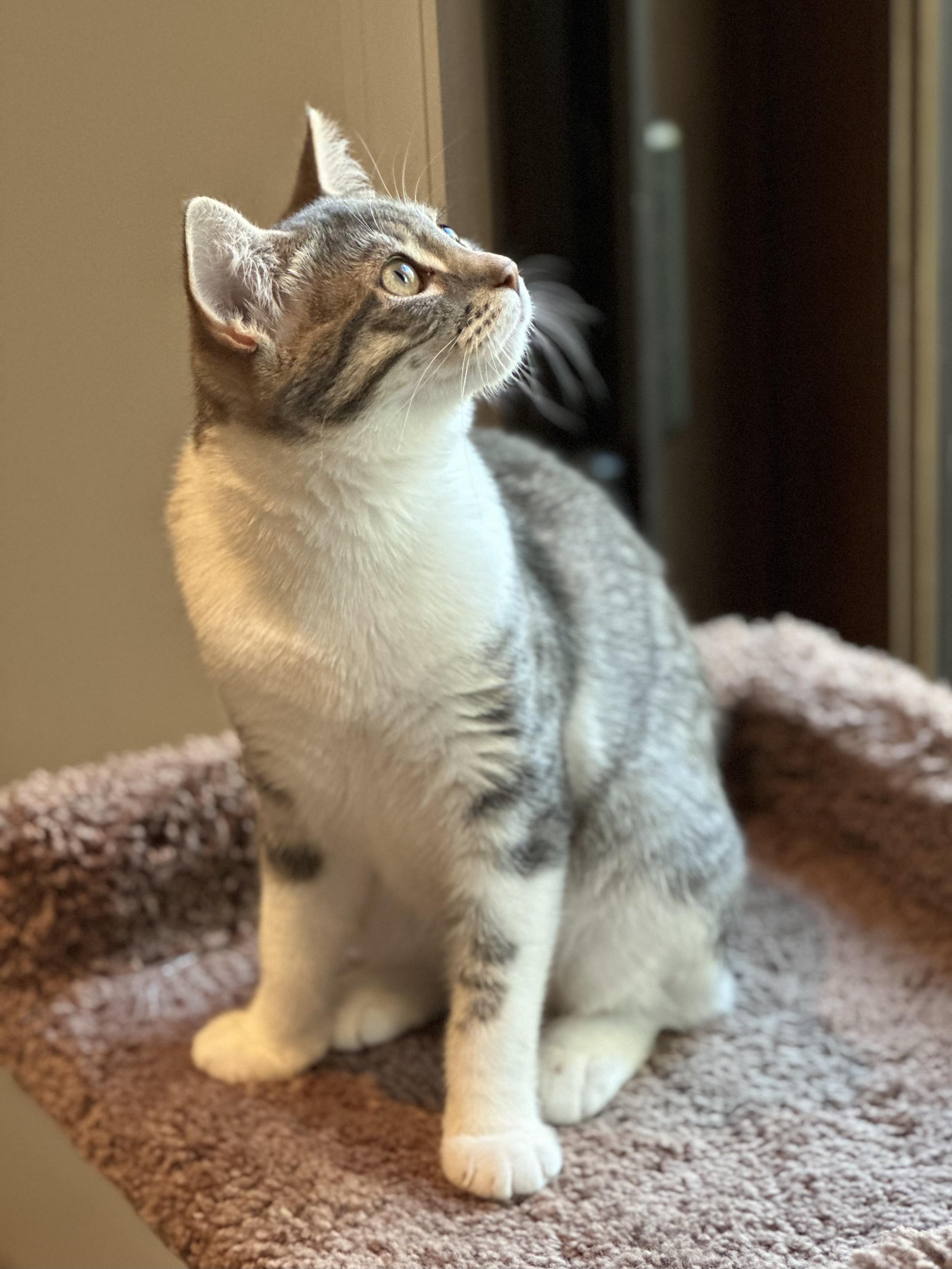 Enlarge Beatrice, a Adoptable Domestic Short Hair in Campbell, CA image 2/6