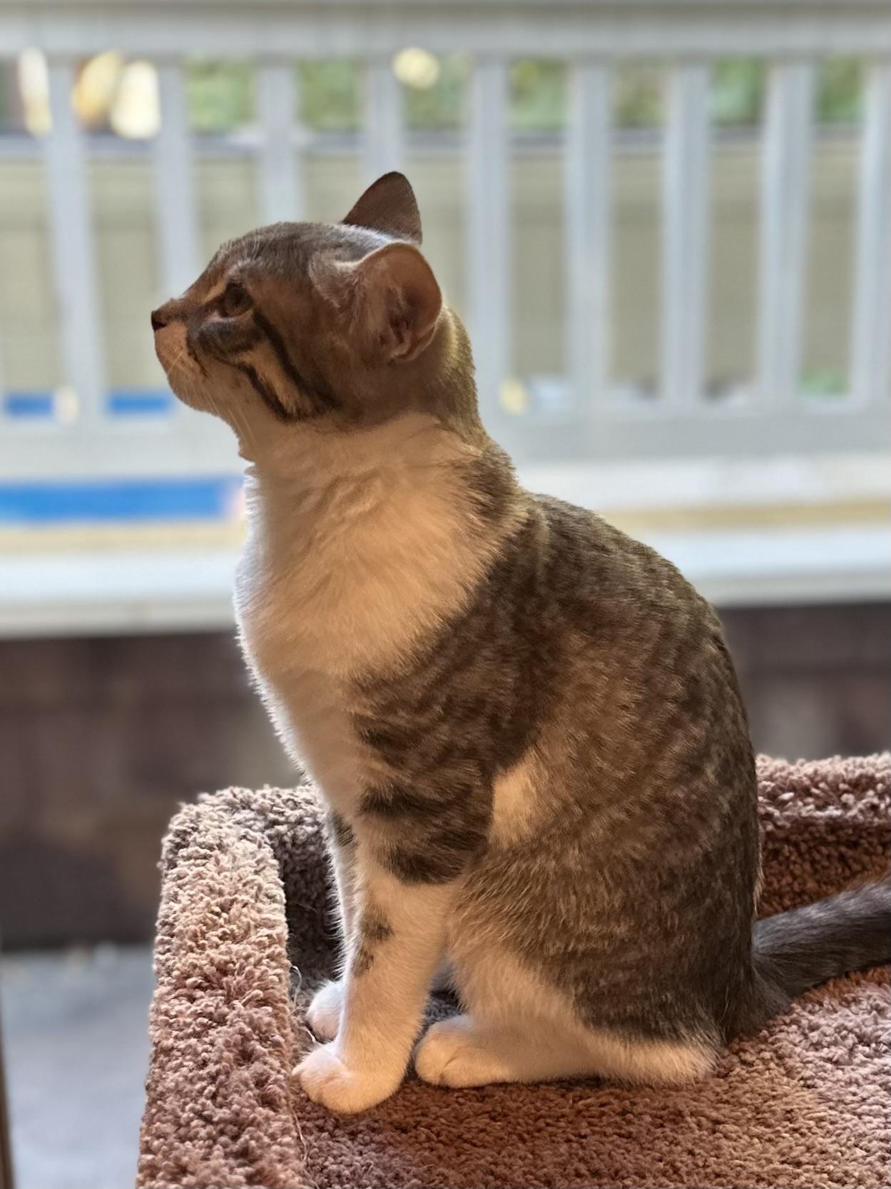 Enlarge Beatrice, a Adoptable Domestic Short Hair in Campbell, CA image 4/6