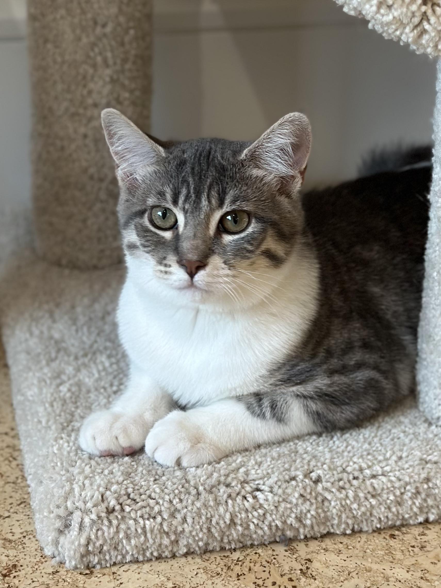 Enlarge Beatrice, a Adoptable Domestic Short Hair in Campbell, CA image 6/6