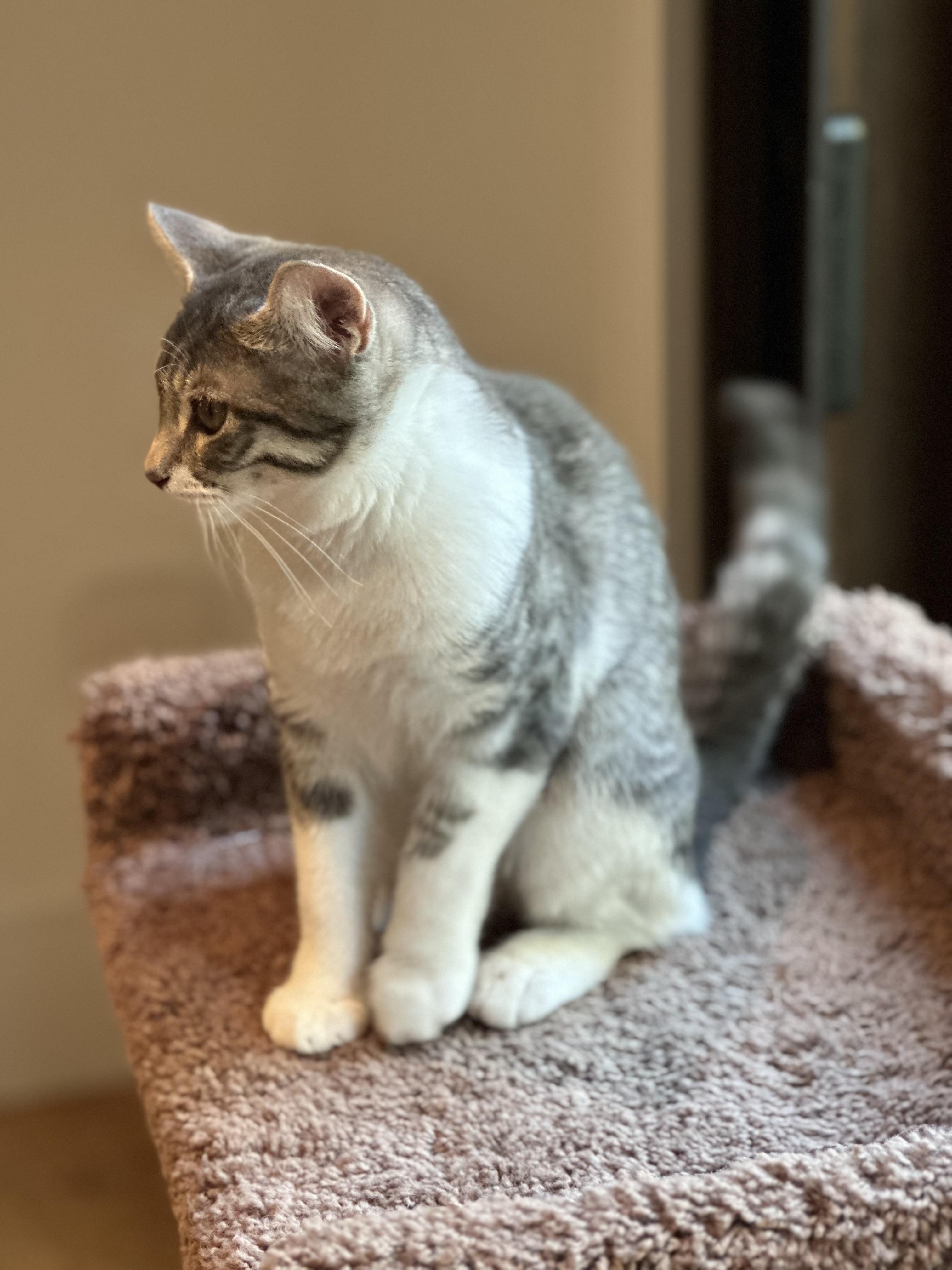 Enlarge Beatrice, a Adoptable Domestic Short Hair in Campbell, CA image 5/6