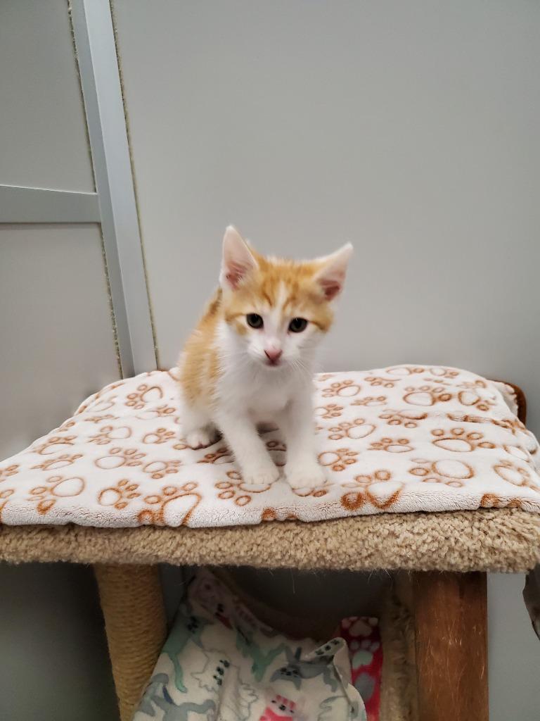 Sunny, Adoptable, Kitten Male Domestic Short Hair.