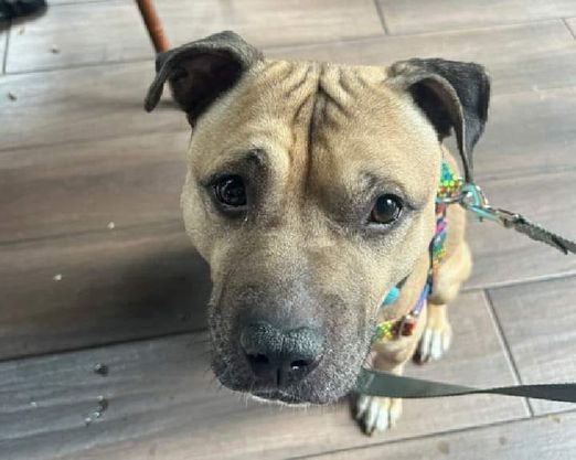 Enlarge Harbor, a Adoptable mixed breed in Sussex, NJ image 2/6