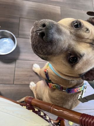 Enlarge Harbor, a Adoptable mixed breed in Sussex, NJ image 3/6