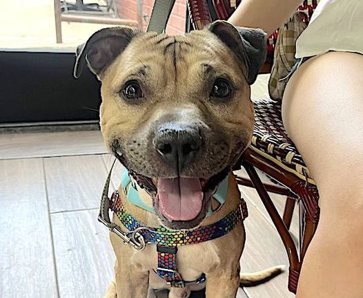 Enlarge Harbor, a Adoptable mixed breed in Sussex, NJ image 1/6