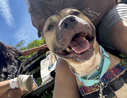 Enlarge Harbor, a Adoptable mixed breed in Sussex, NJ image 4/6