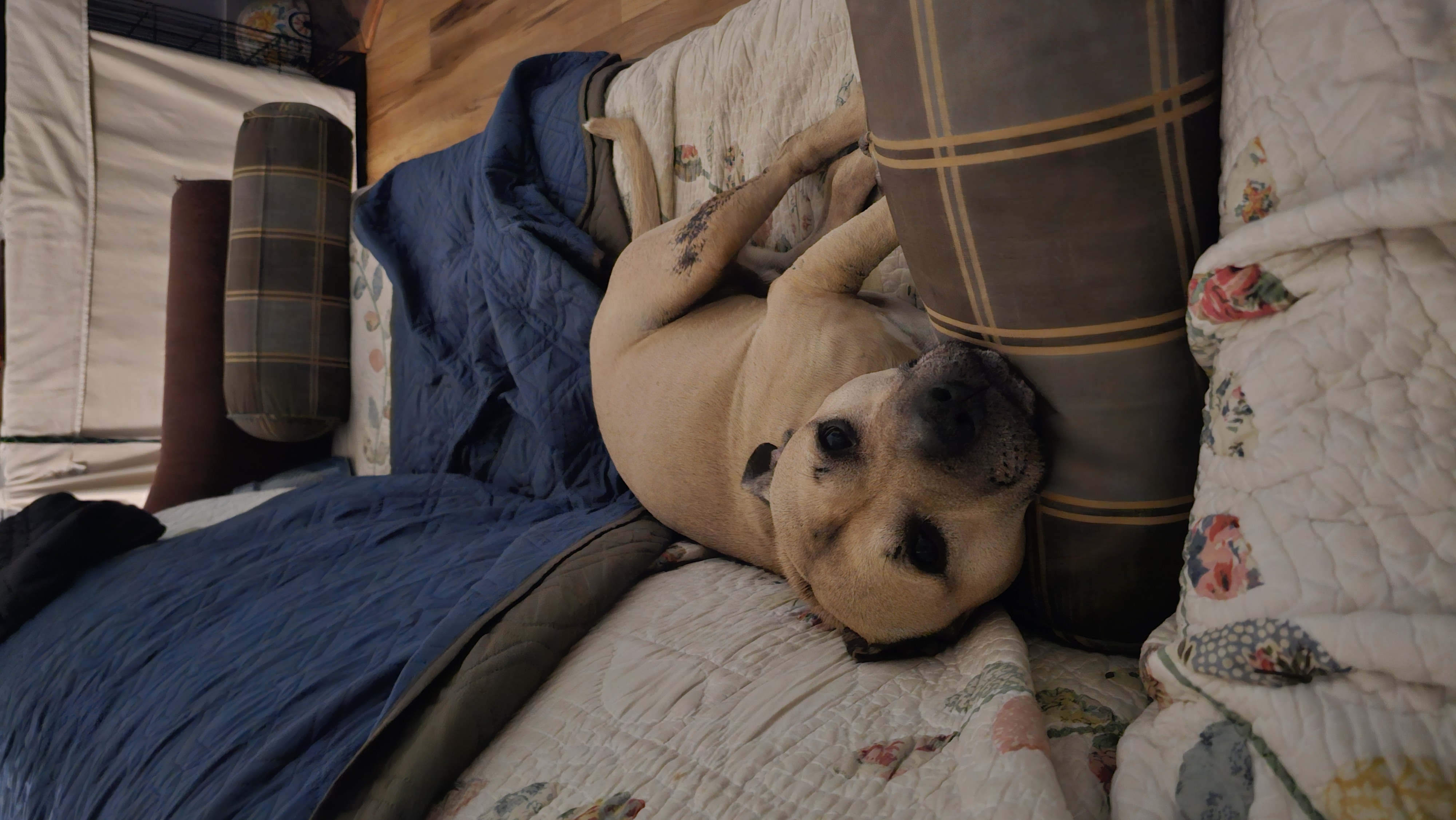 Enlarge Harbor, a Adoptable mixed breed in Sussex, NJ image 5/6