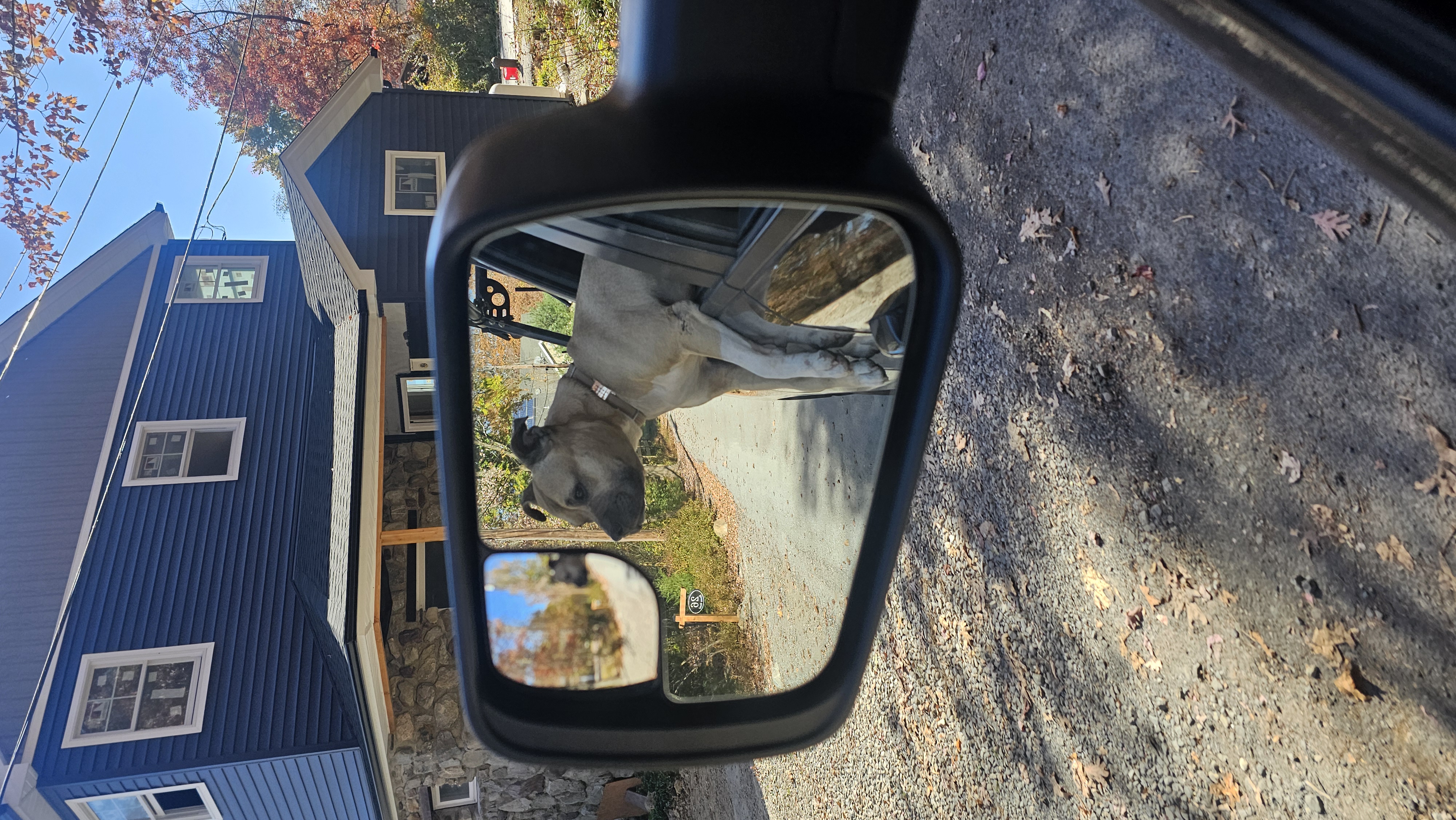 Enlarge Harbor, a Adoptable mixed breed in Sussex, NJ image 6/6