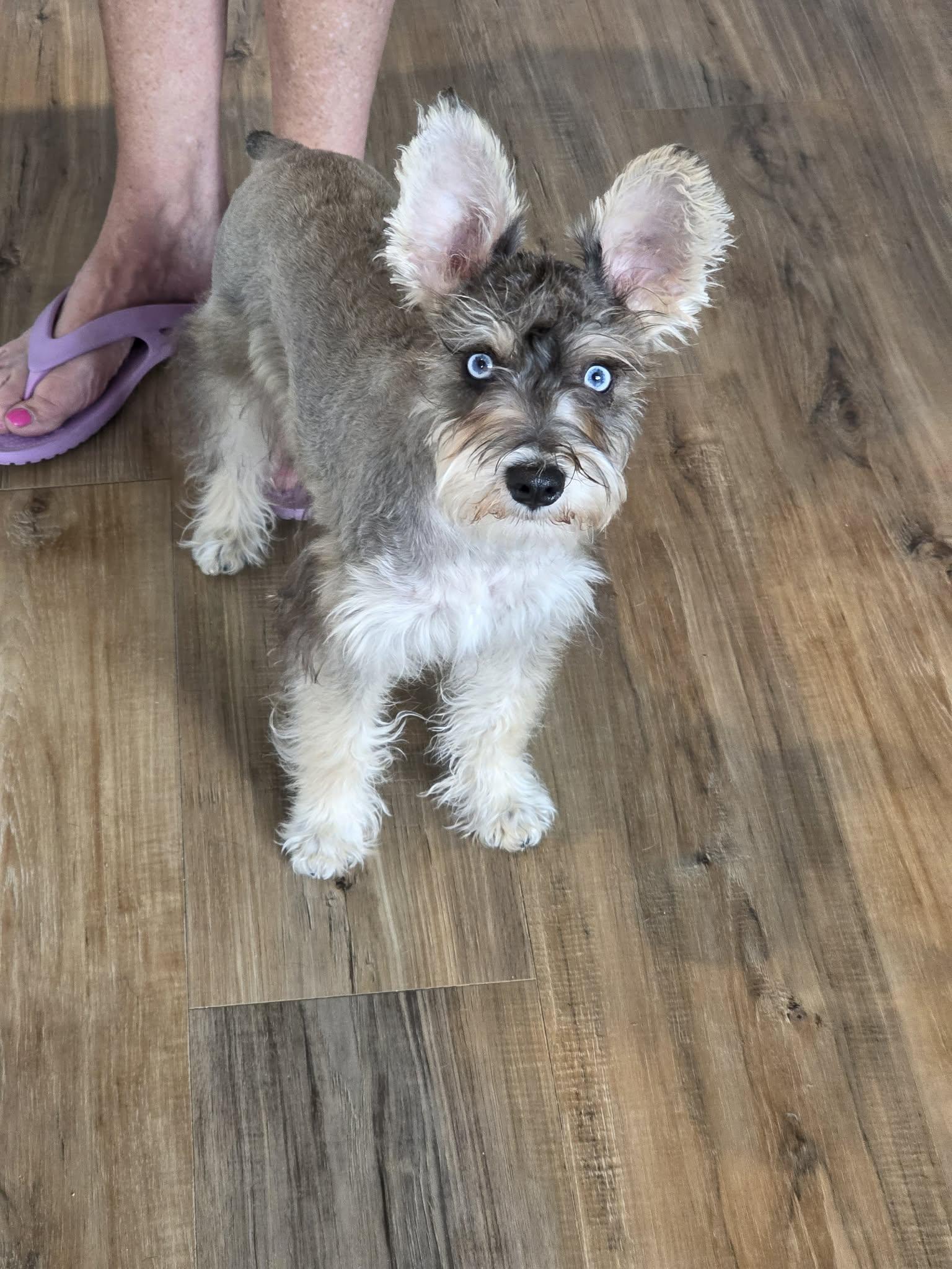 Enlarge MURRAY, an adopted Miniature Schnauzer in Aurora, CO image 2/5