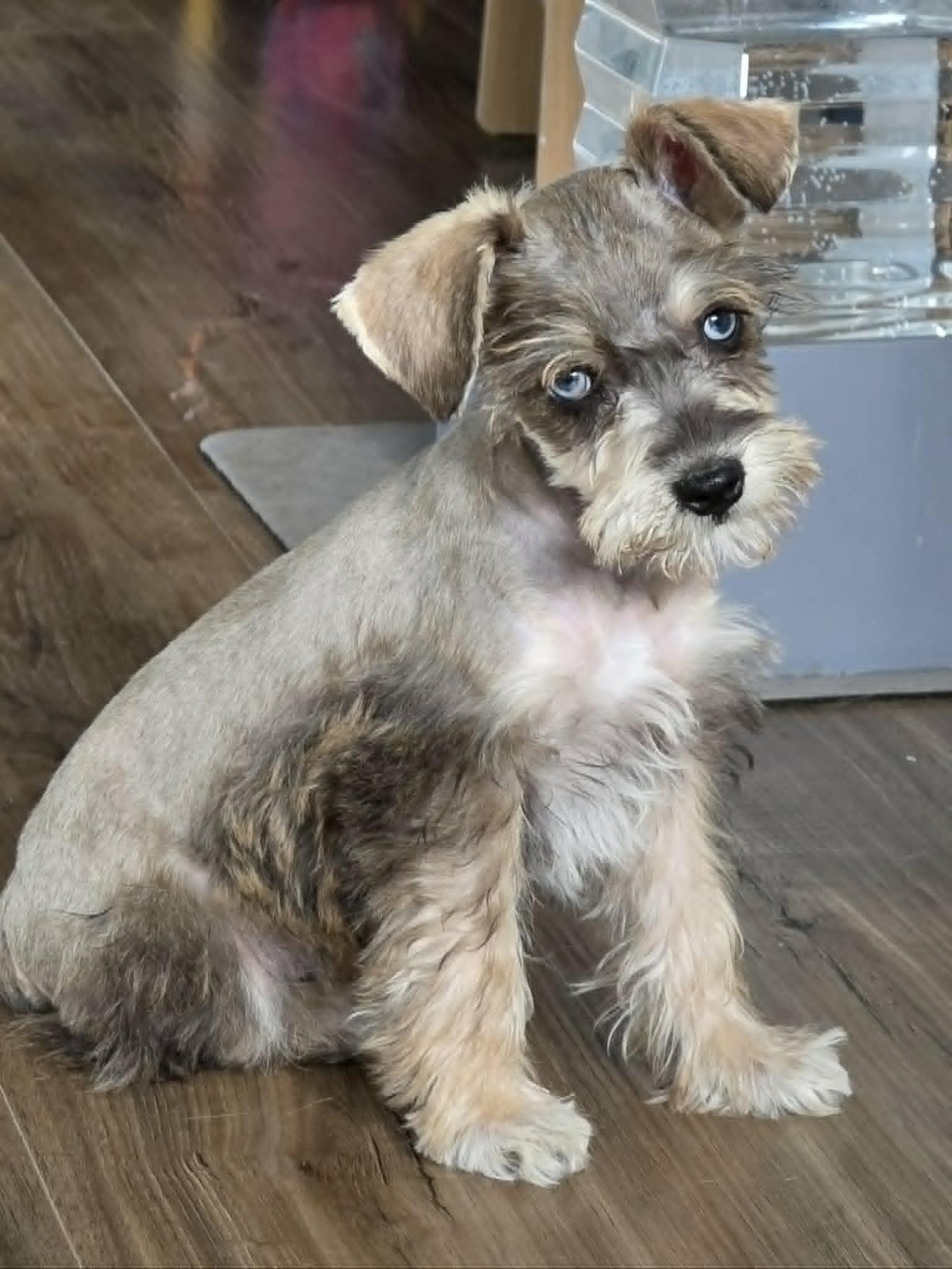 Enlarge MURRAY, an adopted Miniature Schnauzer in Aurora, CO image 4/5