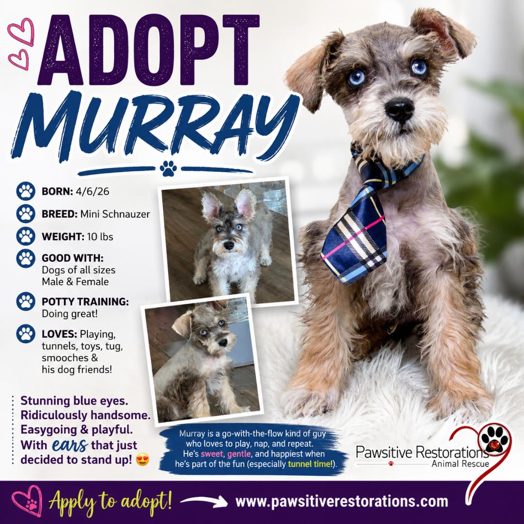 Enlarge MURRAY, an adopted Miniature Schnauzer in Aurora, CO image 1/5