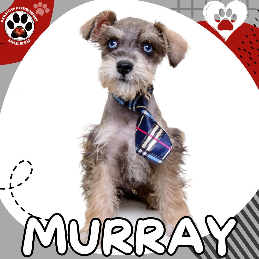 Enlarge MURRAY, an adopted Miniature Schnauzer in Aurora, CO image 3/5