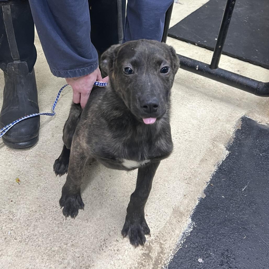 Bart, Adoptable, Young Male Dutch Shepherd & Mixed Breed.