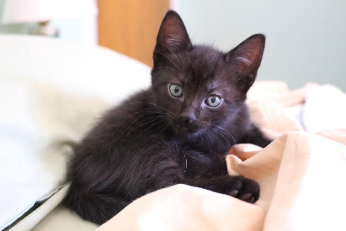 Enlarge Belmont-Kitten House Panther, a Adoptable Domestic Short Hair in Arlington, VA image 4/5