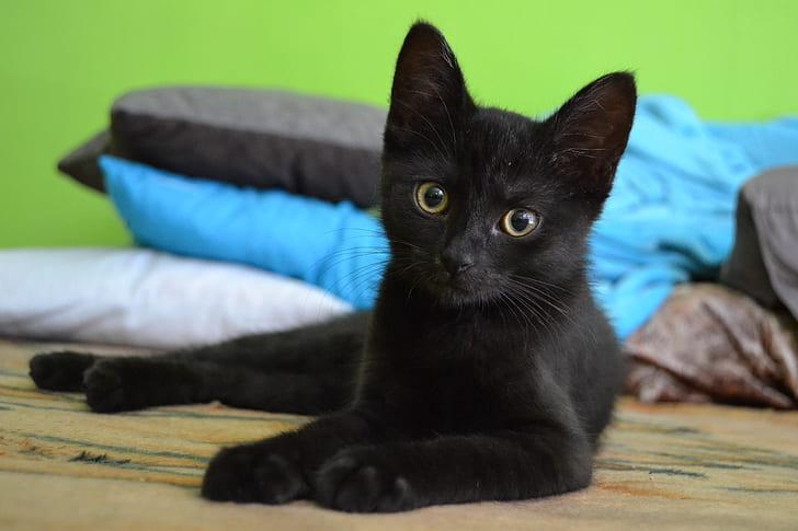 Enlarge Miss Belmont-Kitten House Panther, a Adoptable Domestic Short Hair in Arlington, VA image 1/6